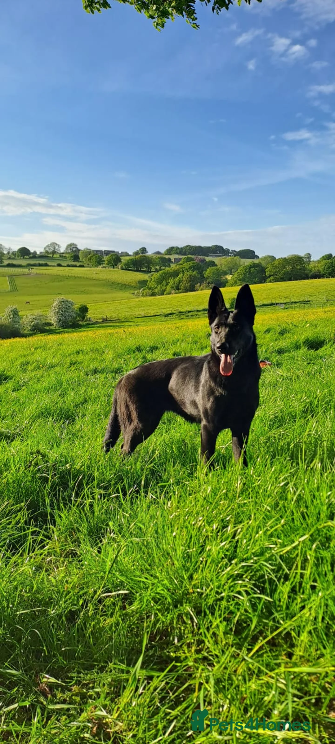 German Shepherd dogs for sale: Working German shepherd puppies  in Huddersfield - Advert 4
