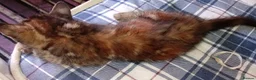 Domestic Shorthair cats for sale: Cute 9 week old kitten  - Advert 3