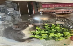 British Shorthair cats for sale: Beautiful British Short haired mixed kittens  - Image 9