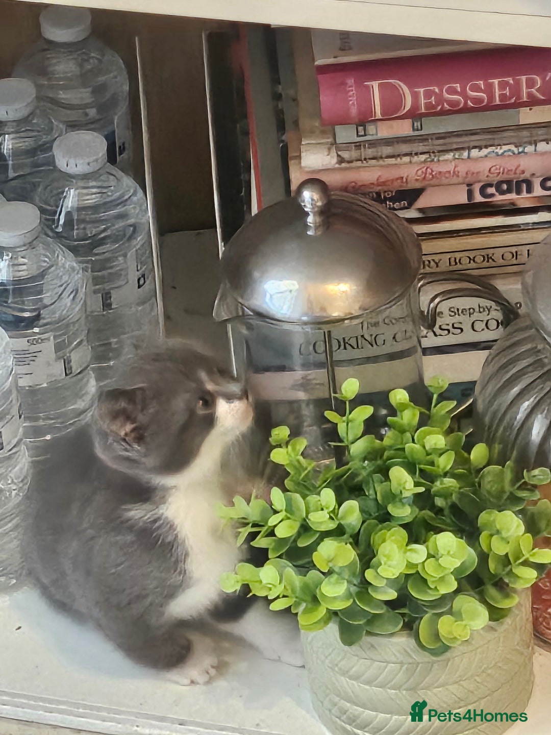 British Shorthair cats for sale: Beautiful British Short haired mixed kittens  - Image 9