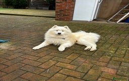 Samoyed dogs for sale: 🐾 🐶 AMAZING, UNIQUE, HEAD TURNING male Samoyed - Image 28