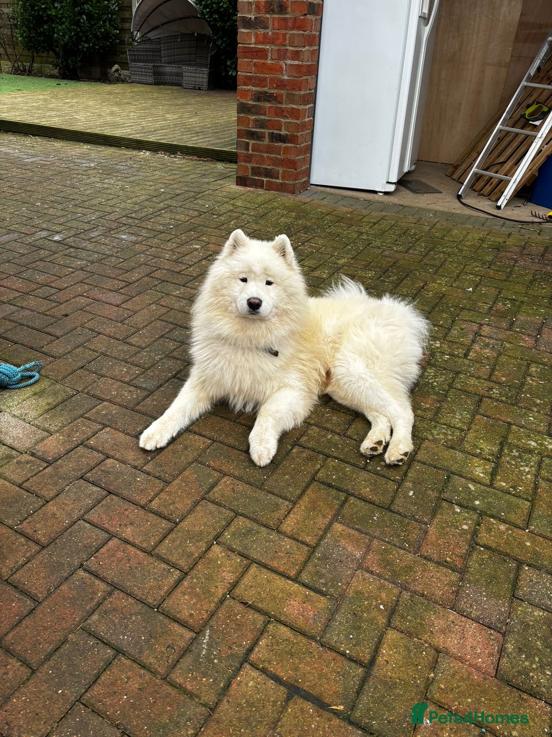 Samoyed dogs for sale: 🐾 🐶 AMAZING, UNIQUE, HEAD TURNING male Samoyed - Image 28