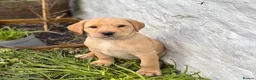 Labrador Retriever dogs for sale: KC registered yellow Labrador puppies - Advert 5