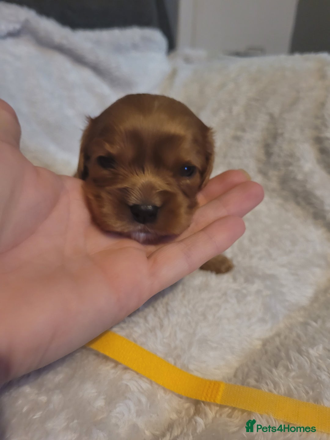 Cavalier King Charles Spaniel dogs for sale: Cavalier king charles pups - Image 14