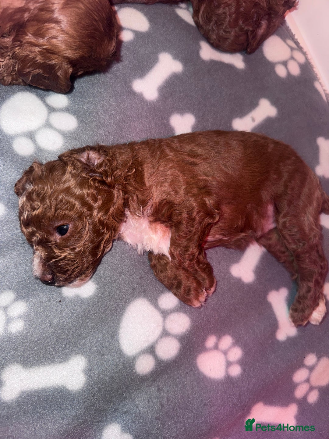 Cavapoo dogs for sale: F1b Cavapoo extensively health tested mum&dad  - Advert 3