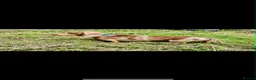 Miniature Dachshund dogs for sale: KC Registered Miniature Dachshund Puppies in Dungannon - Advert 13