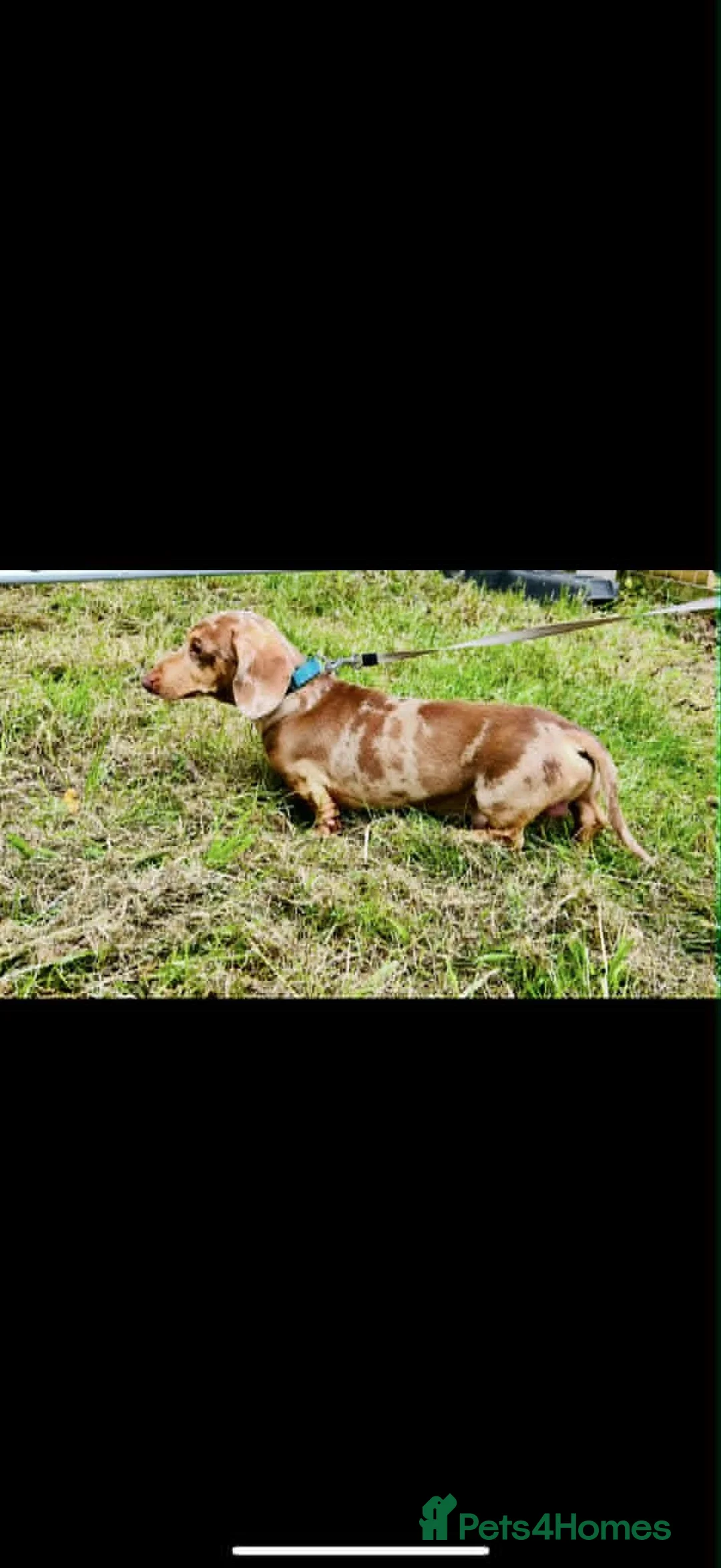 Miniature Dachshund dogs for sale: KC Registered Miniature Dachshund Puppies in Dungannon - Advert 13