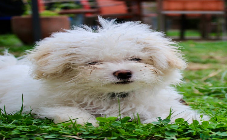 Chipoo dogs - Advert 4