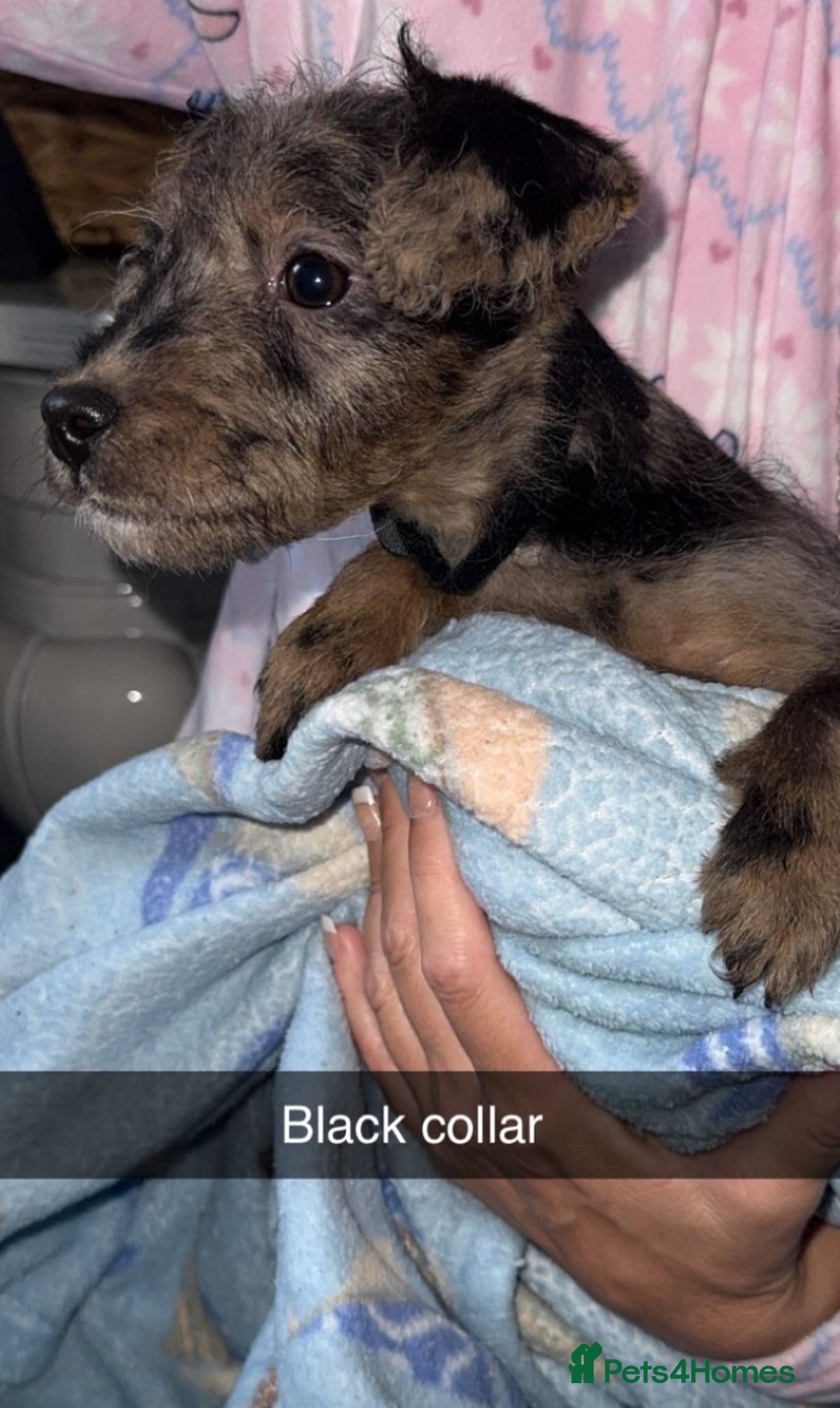 Jackapoo dogs for sale: Miniature jackpoo puppies  - Advert 6