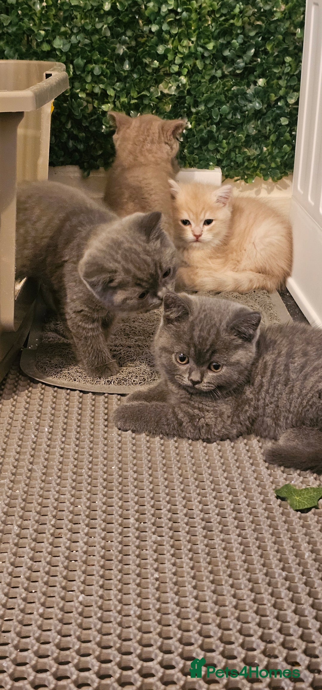British Shorthair cats for sale: BSH BLUE AND BSH GOLD KITTENS Ready now! - Image 32