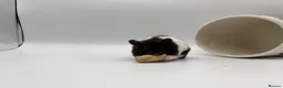 Hamster rodents for sale: Pedigree Syrian hamster pups  - Advert 11