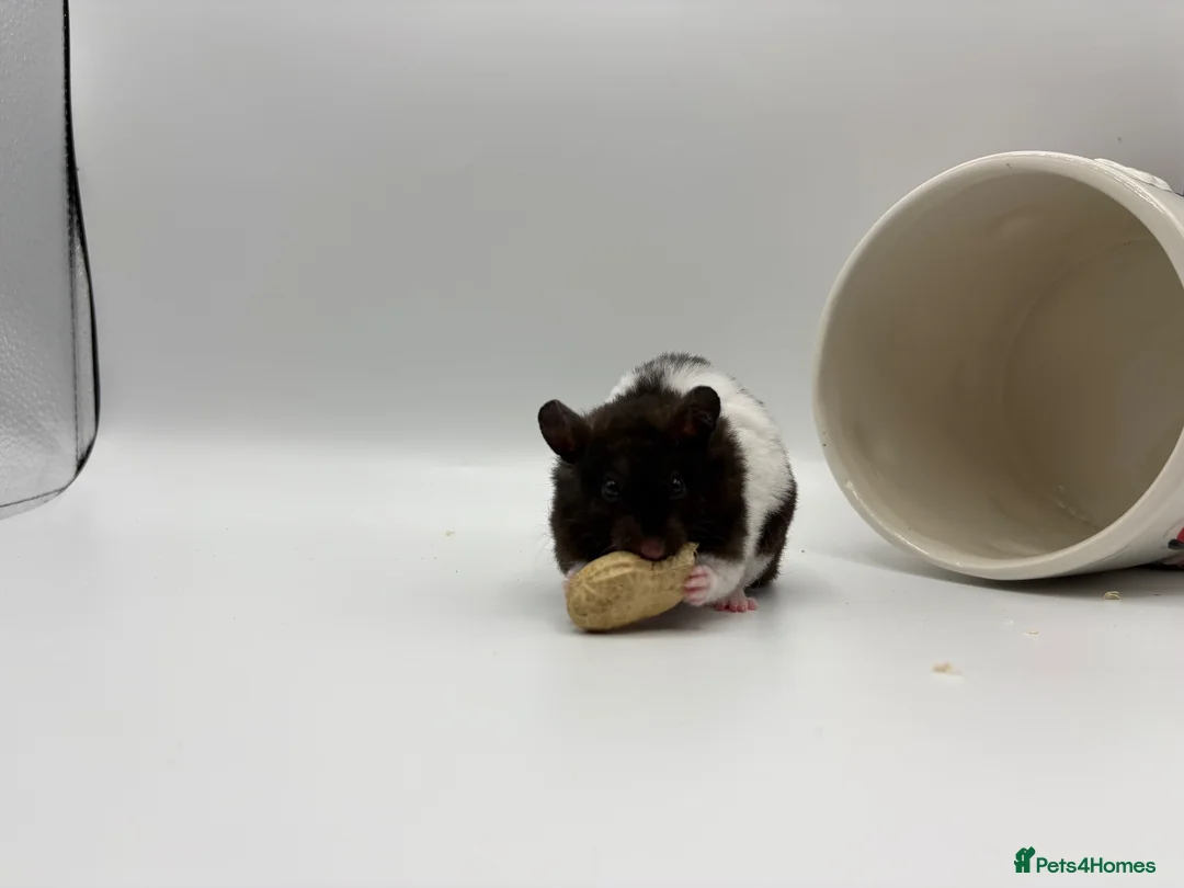 Hamster rodents for sale: Pedigree Syrian hamster pups  - Advert 2