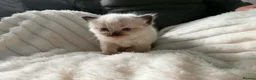 Ragdoll cats for sale: Mink ragdoll kittens  - Advert 15