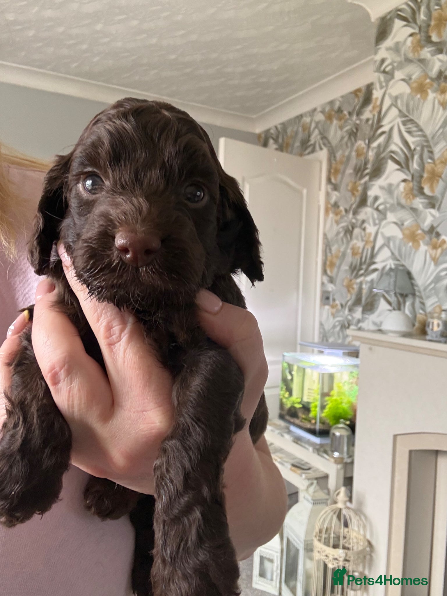 Cockapoo dogs 1 chocolate male F1 health tested cockapoos - Advert 6