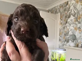 Cockapoo dogs 1 chocolate male F1 health tested cockapoos - Advert 6