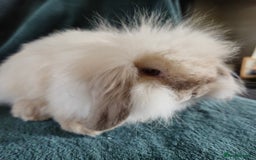 Mini Lion Lop rabbits for sale: Mini Lion lop, rew and blue point - Image 7