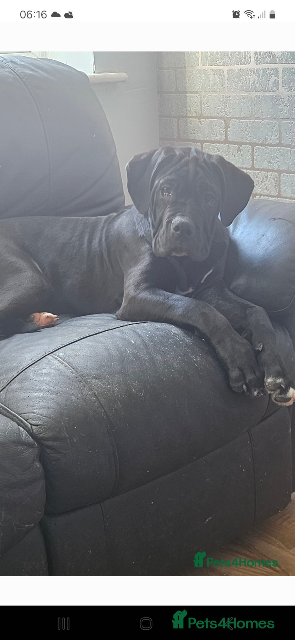 Cane Corso dogs Cane corso, 1 black male left. Very large pups - Advert 1