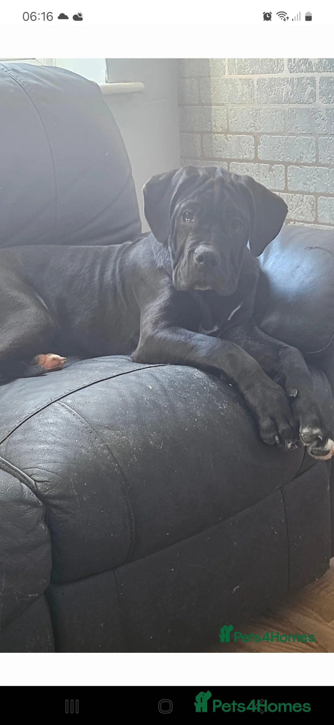 Cane Corso dogs for sale: Cane corso, 1 black male left. Very large pups - Advert 1