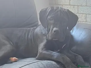 Cane Corso dogs Cane corso, 1 black male left. Very large pups - Advert 1