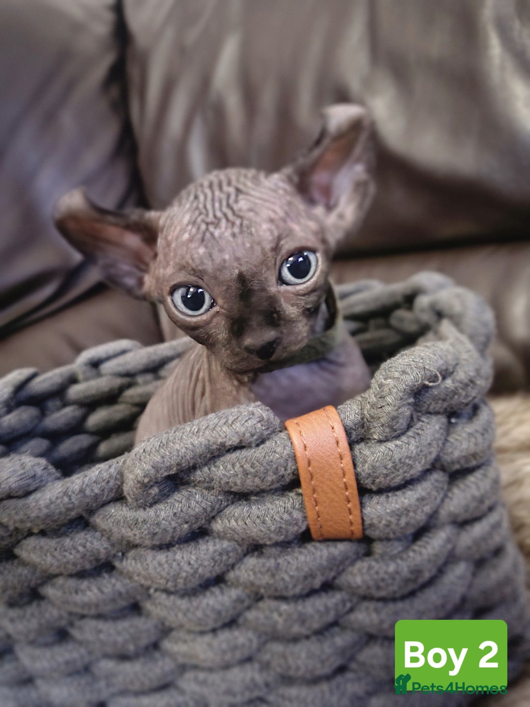 Sphynx cats for sale: 🌟 Sphynx Kittens – 5 Friendly Boys Ready Soon! 🌟 - Image 22