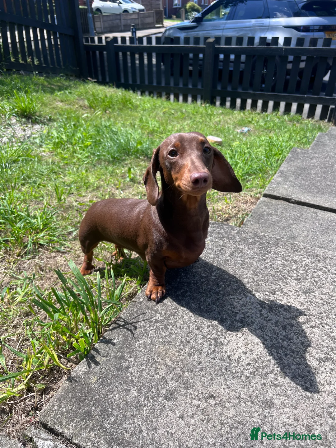 Miniature Dachshund dogs for sale: Miniature Dachshund   - Advert 1