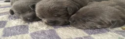 Staffordshire Bull Terrier dogs for sale: Blue staffy pups for sale  - Advert 2