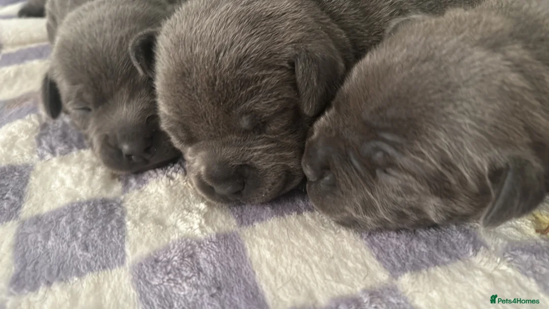 Staffordshire Bull Terrier dogs for sale: Blue staffy pups for sale  - Advert 2