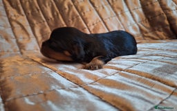 Cavalier King Charles Spaniel dogs for sale: Benton Cavaliers  - Image 11