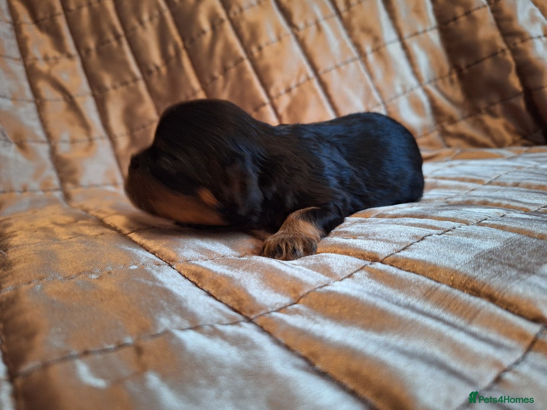 Cavalier King Charles Spaniel dogs for sale: Benton Cavaliers  - Image 11