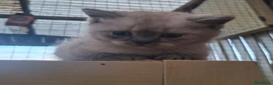 British Shorthair 3