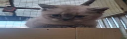 British Shorthair cats for sale: British shorthair kittens - Advert 8