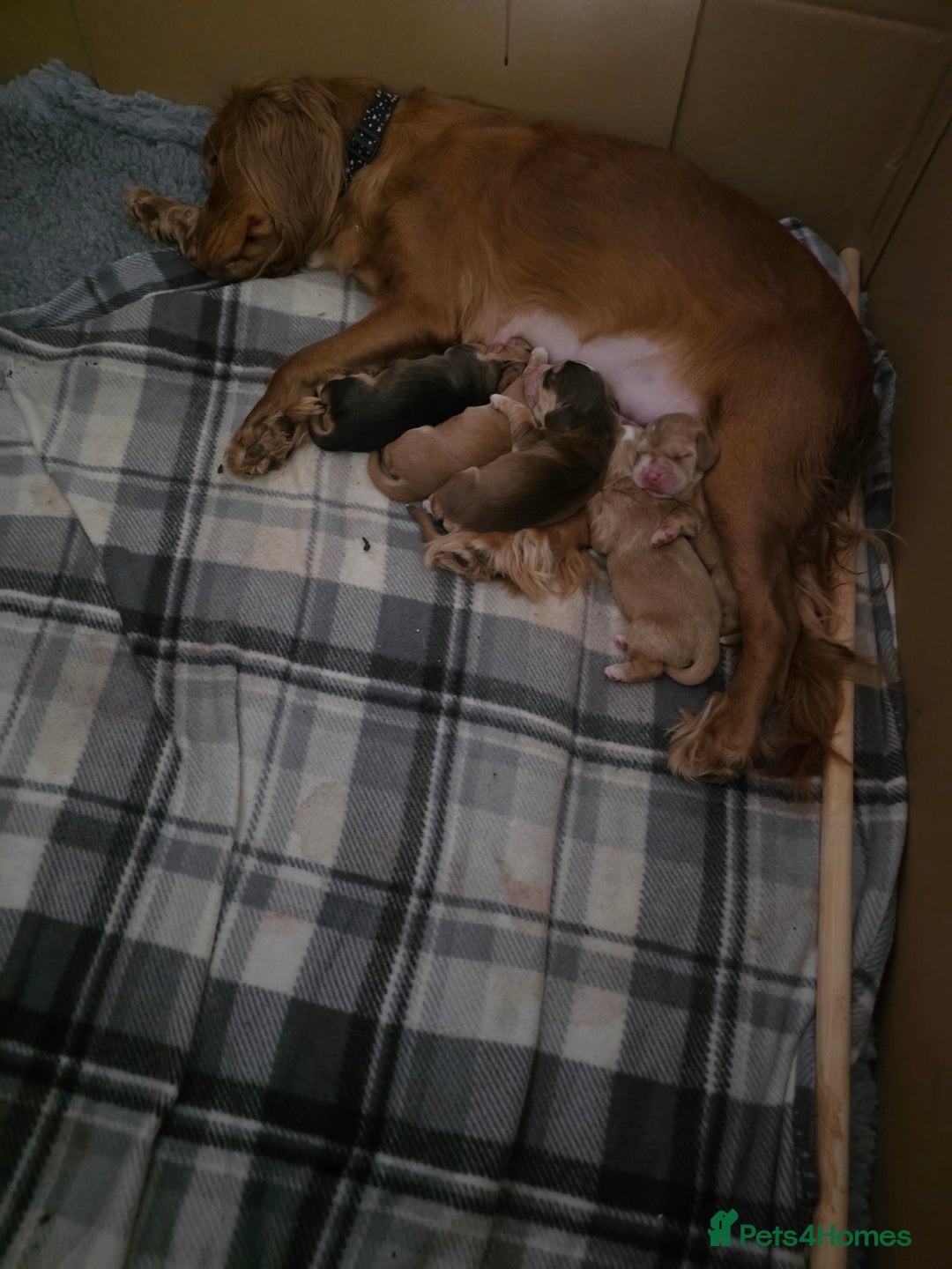 Cocker Spaniel dogs for sale: Stunning cocker spaniel puppies 2 boys left  - Advert 2