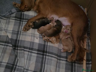 Cocker Spaniel dogs Cocker spaniel puppies - Advert 1