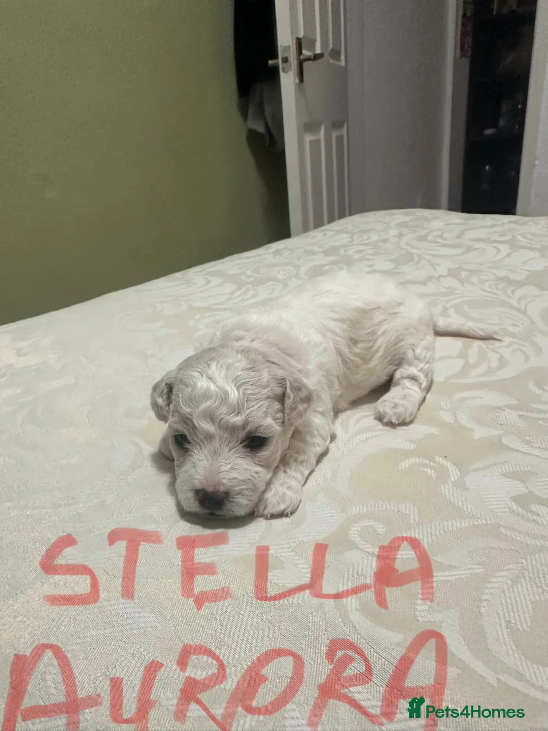 Bichon Frise dogs for sale: Beautiful bichon frisee puppies - Advert 5