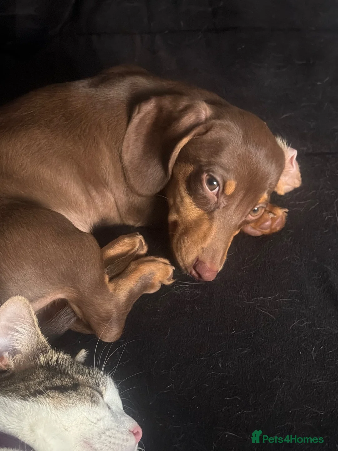 Dachshund dogs for sale: 12 month old girl daschund - Advert 2