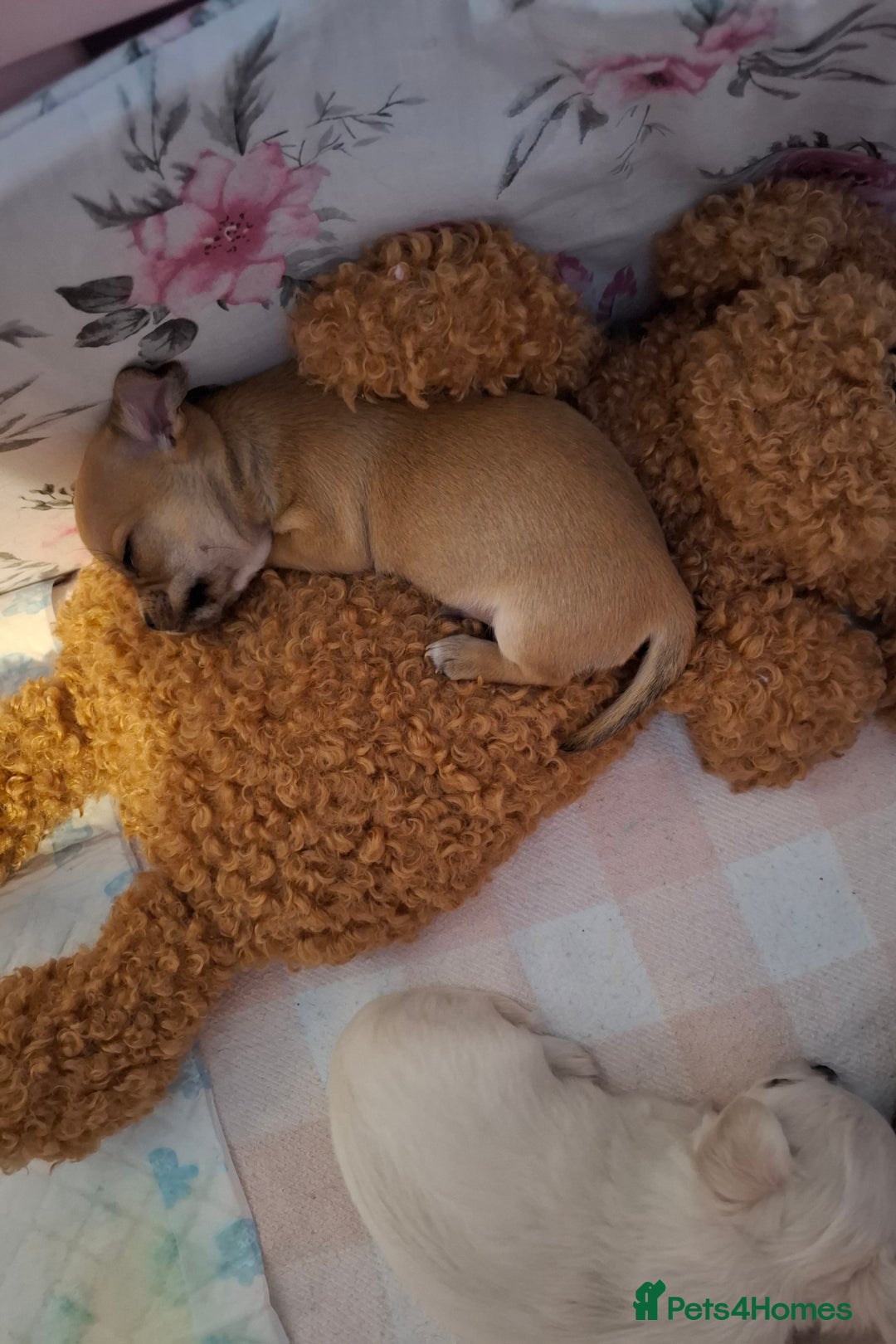 Chihuahua dogs for sale: Gorgeous Chihuahua puppies ❤️👑❤️ Bristol  - Advert 21