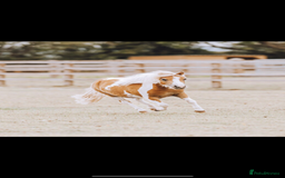 Shetland pony horses for sale: Standard and miniature Shetland for sale  - Image 2