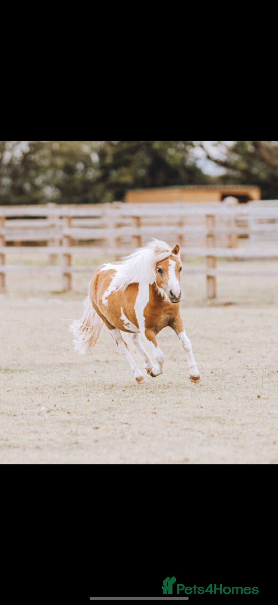 Shetland pony horses for sale: Standard and miniature Shetland for sale  - Image 2