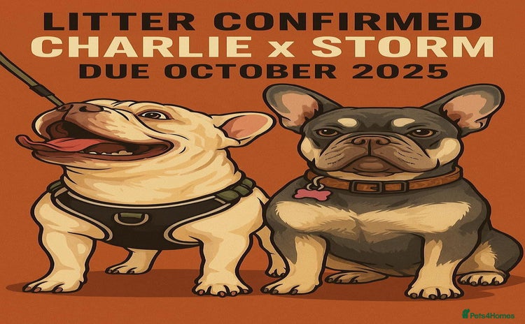 French Bulldog dogs - Advert 8