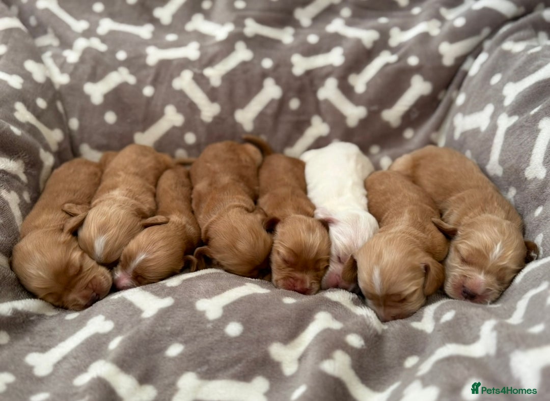 Cocker Spaniel dogs for sale: 🐾⭐️Exceptional ShowType Cocker Spaniel Puppys🐾⭐️ - Image 4