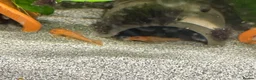 Plecos fish for sale: SUPER RED Bristlenose Plecos in Abingdon - Advert 3