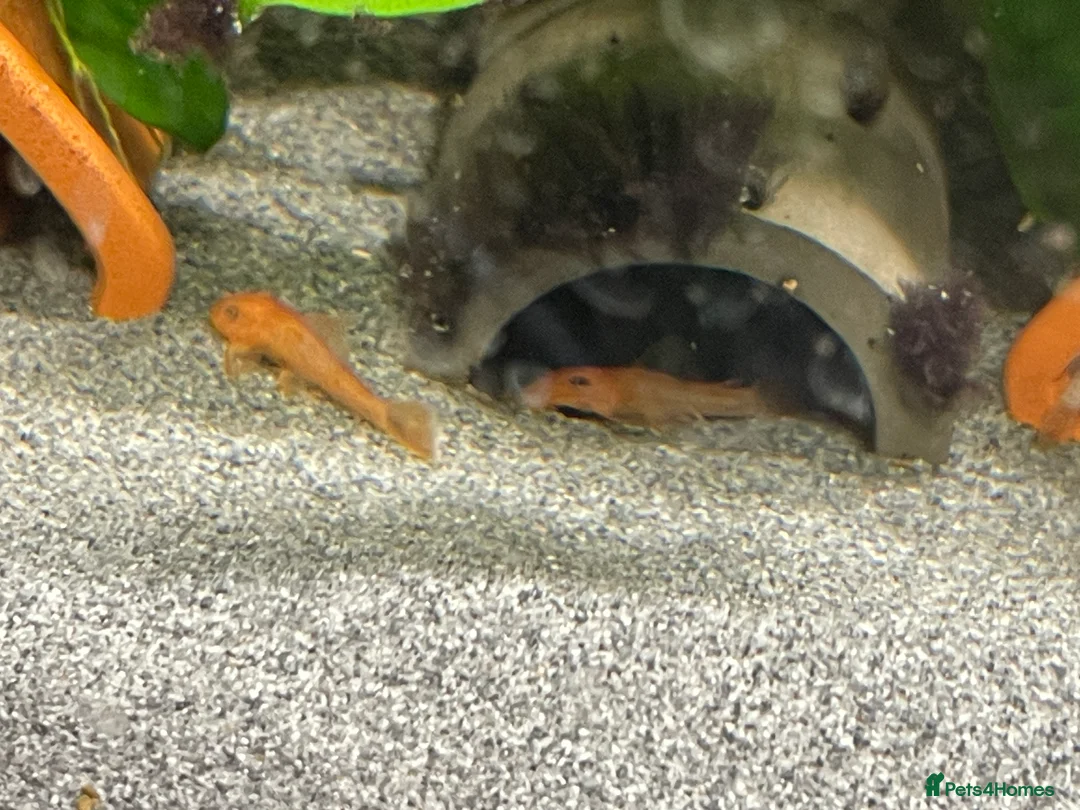 Plecos fish for sale: SUPER RED Bristlenose Plecos in Abingdon - Advert 3