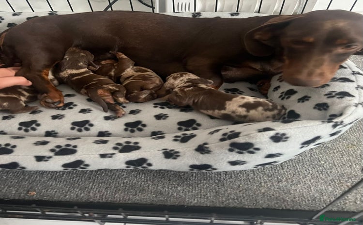 Dachshund dogs - Advert 1