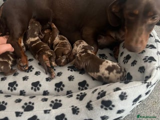 Dachshund dogs - Advert 23