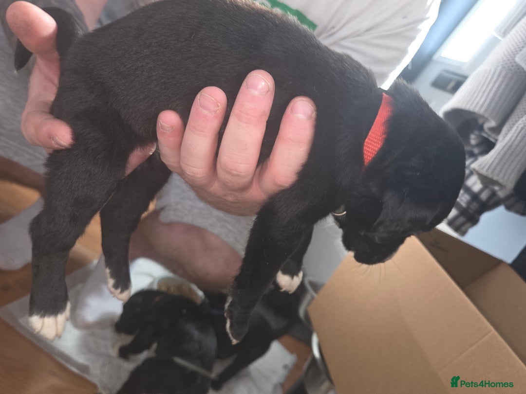 Mixed Breed dogs for sale: Labrador/irish wolf hound  - Image 28