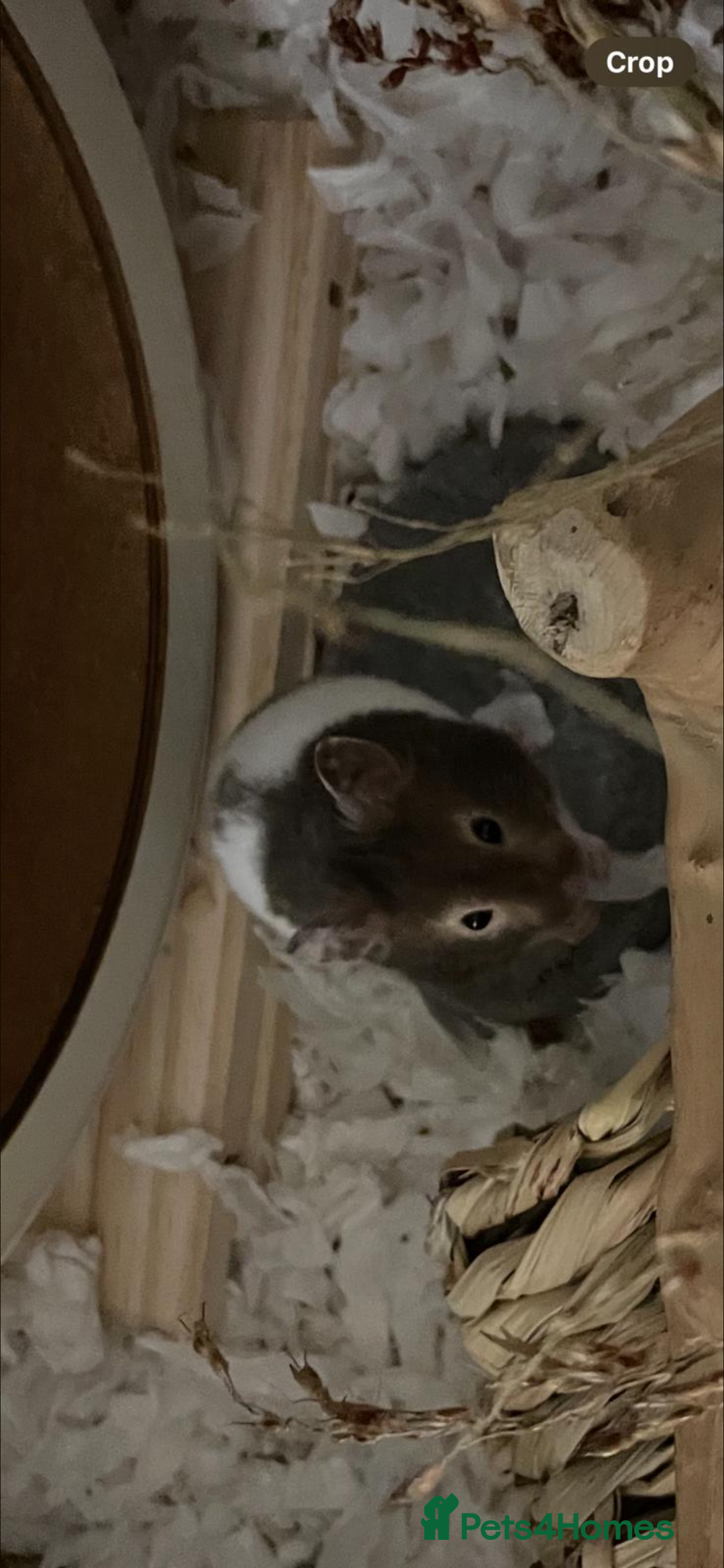 Hamster rodents for sale: Male Syrian Hamster 4 Months Bucatstate included - Advert 12