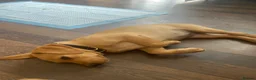 Labrador Retriever dogs for sale: Labrador Retriever Puppies Ready to Go Now!  - Advert 3