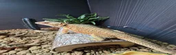 Bearded Dragon reptiles for sale: Bearded Dragon in Corby - Advert 2