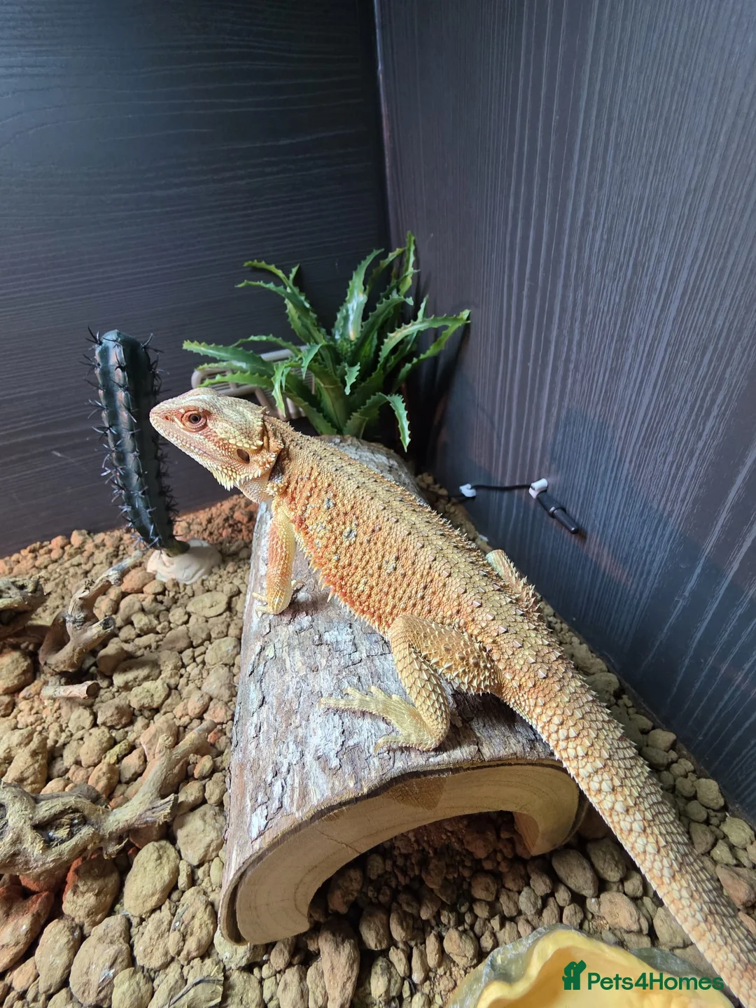 Bearded Dragon reptiles for sale: Bearded Dragon in Corby - Advert 2