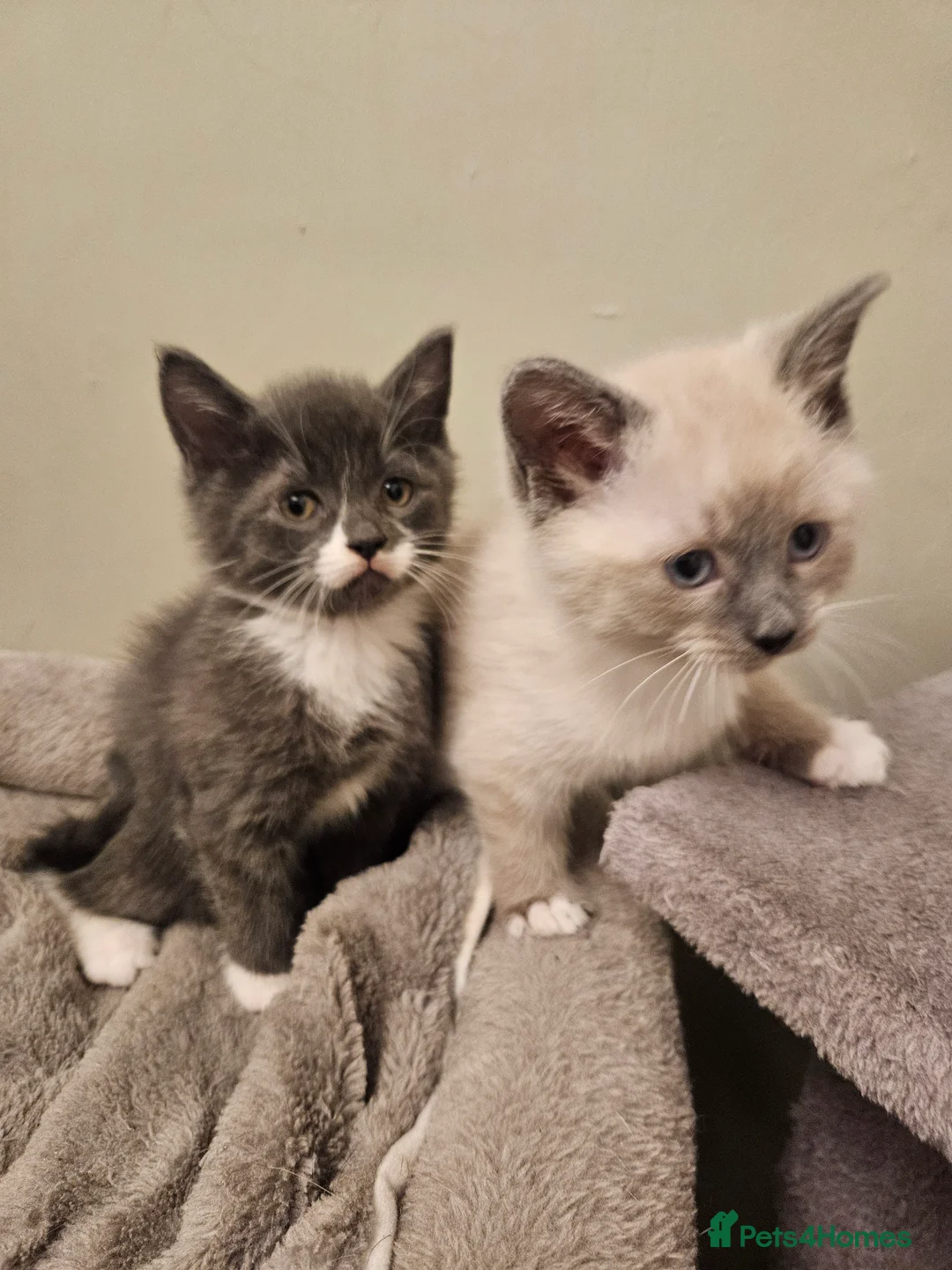 Mixed Breed cats for sale: Beautiful, Playful Kittens- Ready for Loving Homes - Advert 2
